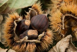 chestnuts-1761228_640