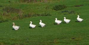 Six_Geese_a-Walking_towards_the_canal_at_Micklethwaite-1024x526