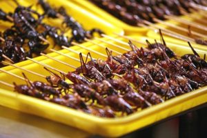 Insects-as-Food-02