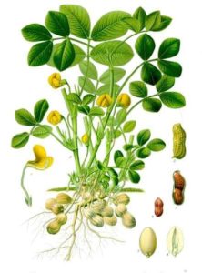 Arachis_hypogaea_-_Köhler–s_Medizinal-Pflanzen-163