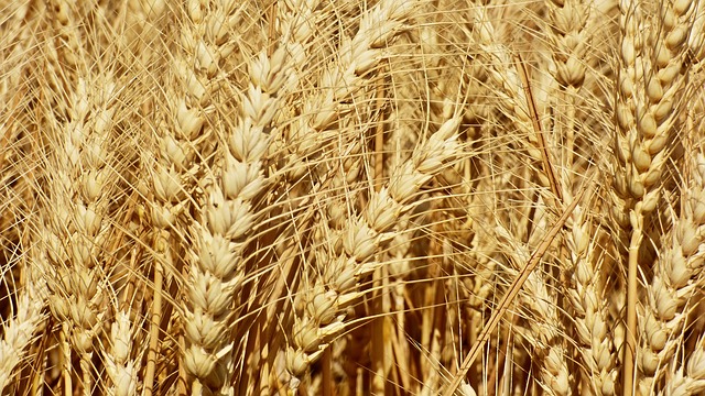 wheat-2455565_640
