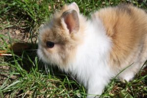 dwarf-rabbit-270005_960_720