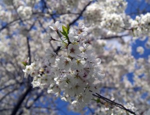 cherry-blossoms-217610_1280-300x229