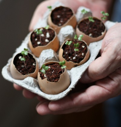 Eggshell-planters-seedlings-400x419