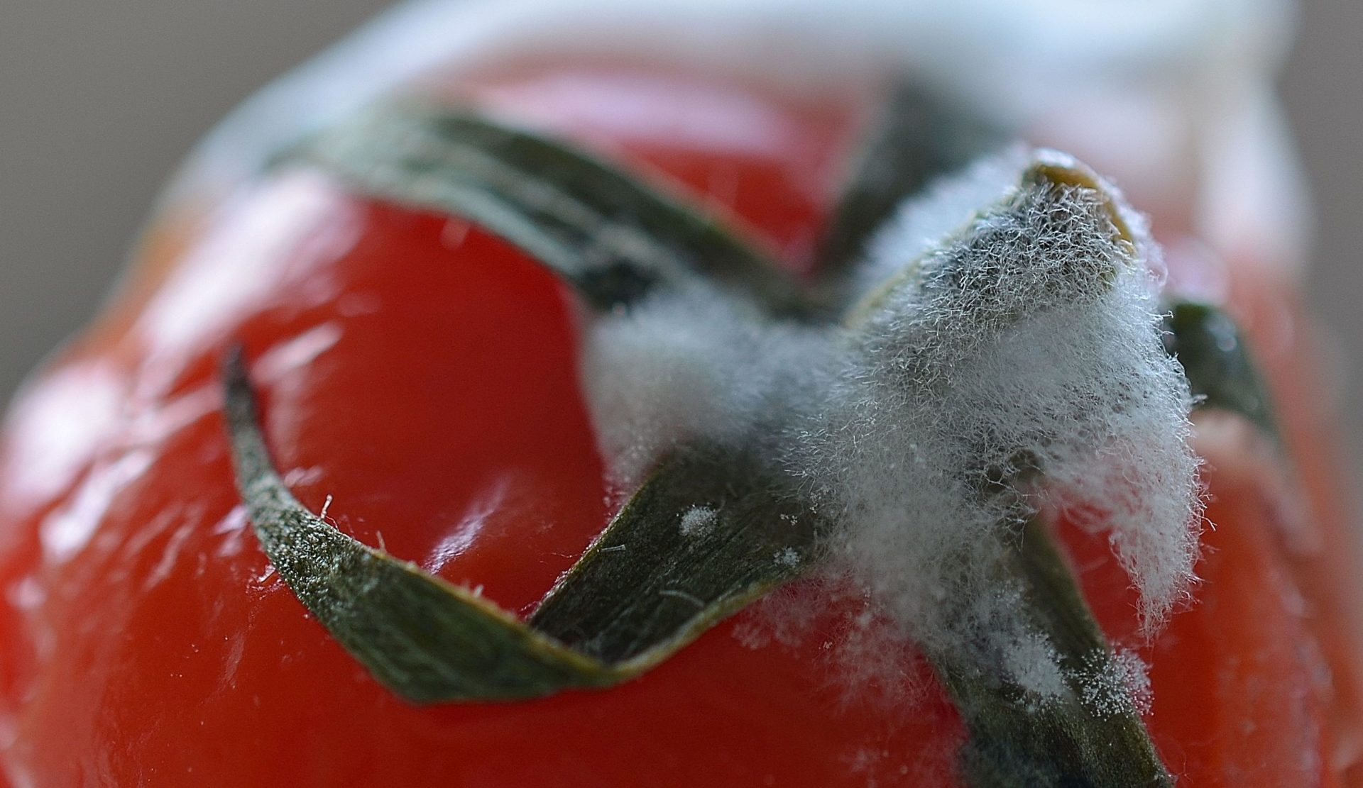 close-up-of-mould-on-tomato-stalk